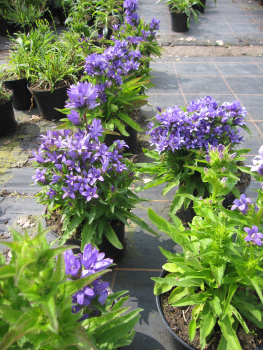 Preview: Zwerg-Knäuel-Glockenblume Acaulis 2